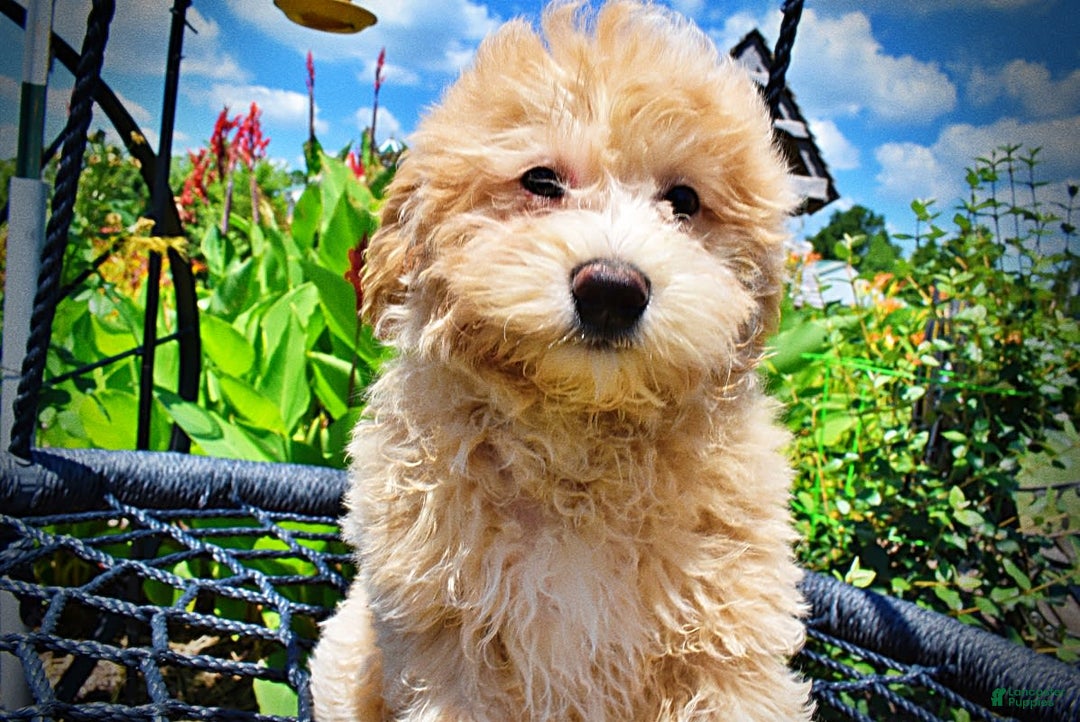 Havapoo dogs for sale: Wags - Image 24