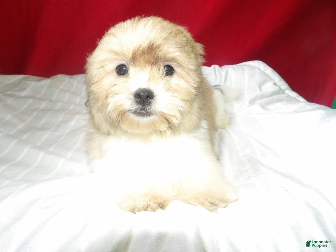 Teddy Bear dogs for sale: Star - Image 1