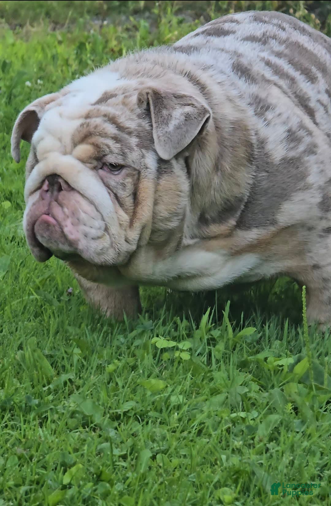English Bulldog dogs for sale: Rj - Image 1