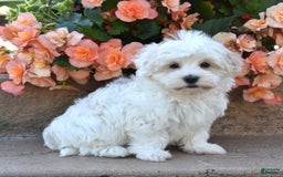 Havanese dogs for sale: Sophia - Image 3