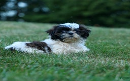 Shih Tzu dogs for sale: Brody - Image 4