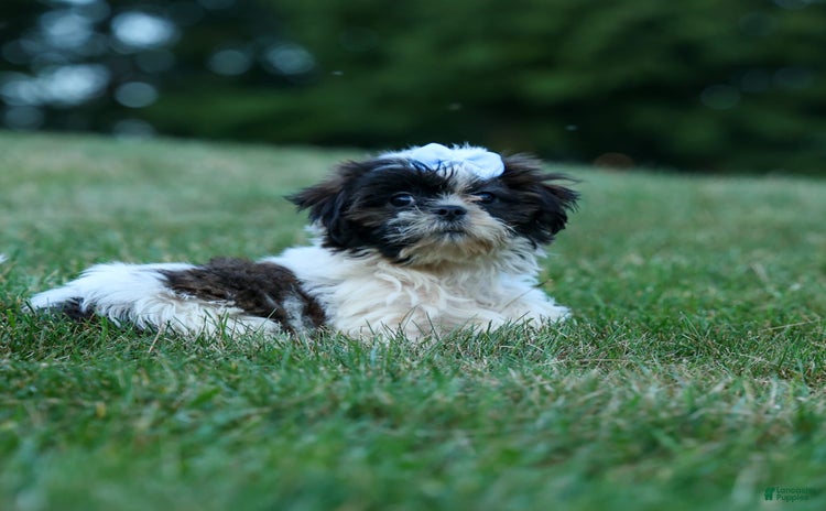 Shih Tzu dogs for sale - Ad 1