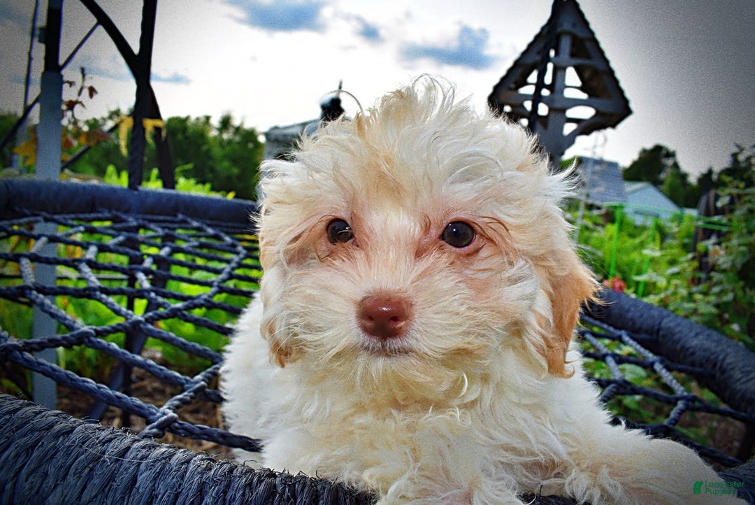 Havapoo dogs for sale: Vanilla - Image 19