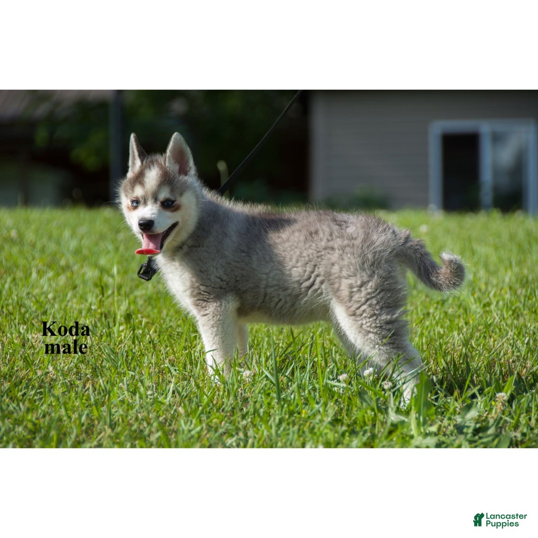 Alaskan Klee Kai dogs for sale: Koda - Image 3