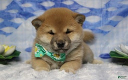 Shiba Inu dogs for sale: Larry - Image 61