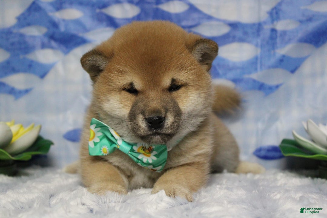 Shiba Inu dogs for sale: Larry - Image 61