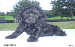 Yorkiepoo dogs for sale: Manny - Image 6