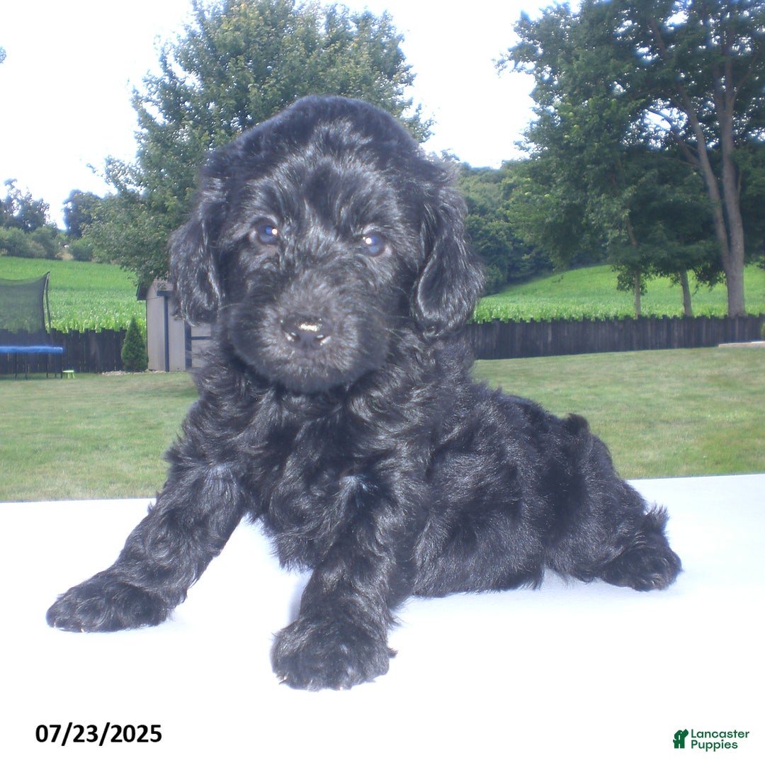 Yorkiepoo dogs for sale: Manny - Image 6