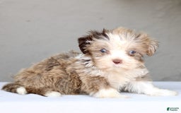 Shihpoo dogs for sale: Danny - Image 1