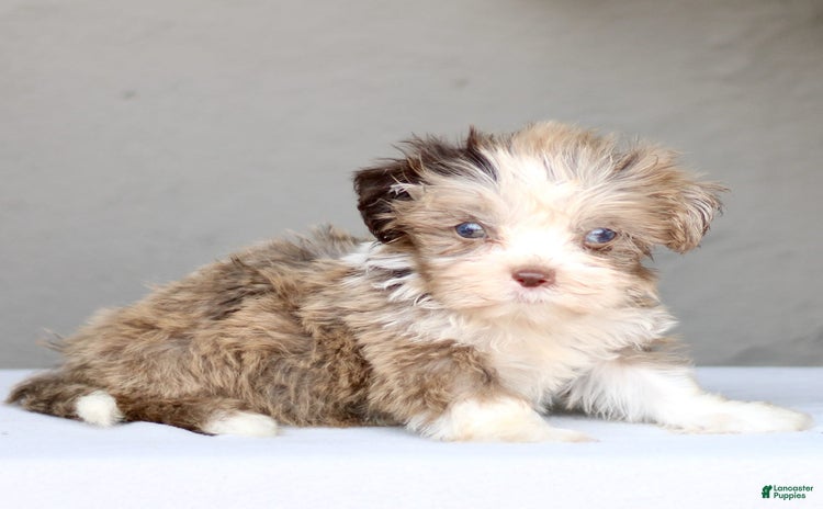 Shihpoo dogs for sale - Ad 3