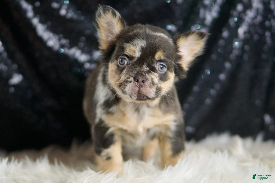 French Bulldog dogs for sale: Truffle - Image 3