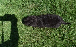 Havapoo dogs for sale: Annie - Image 10