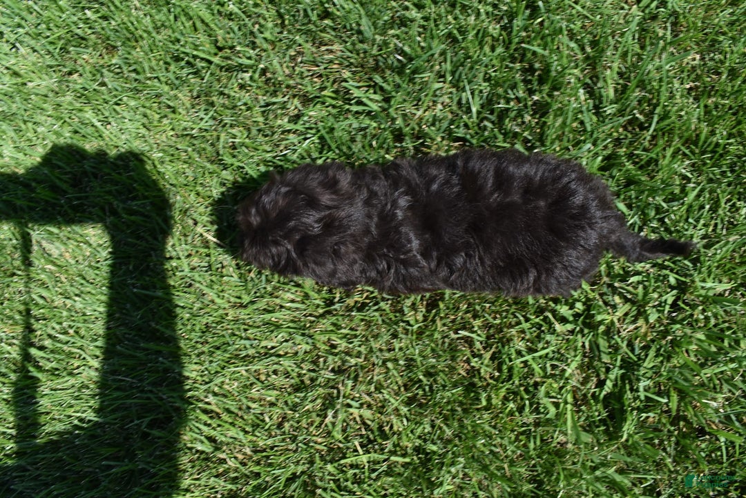 Havapoo dogs for sale: Annie - Image 10