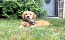 Golden Retriever dogs for sale: Hunter - Image 8