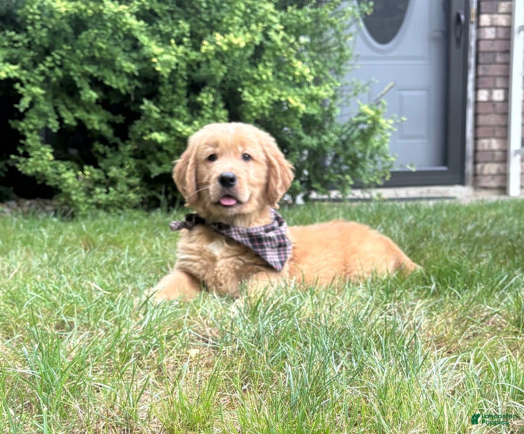 Golden Retriever dogs for sale: Hunter - Image 8