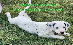 Dalmatian dogs for sale: Belles Green Homozygous Lua Boy - Image 6