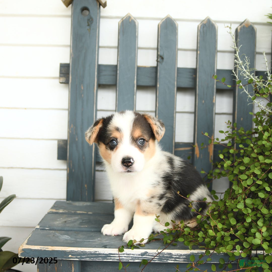 Welsh Corgi Pembroke dogs for sale: Jackson - Image 2