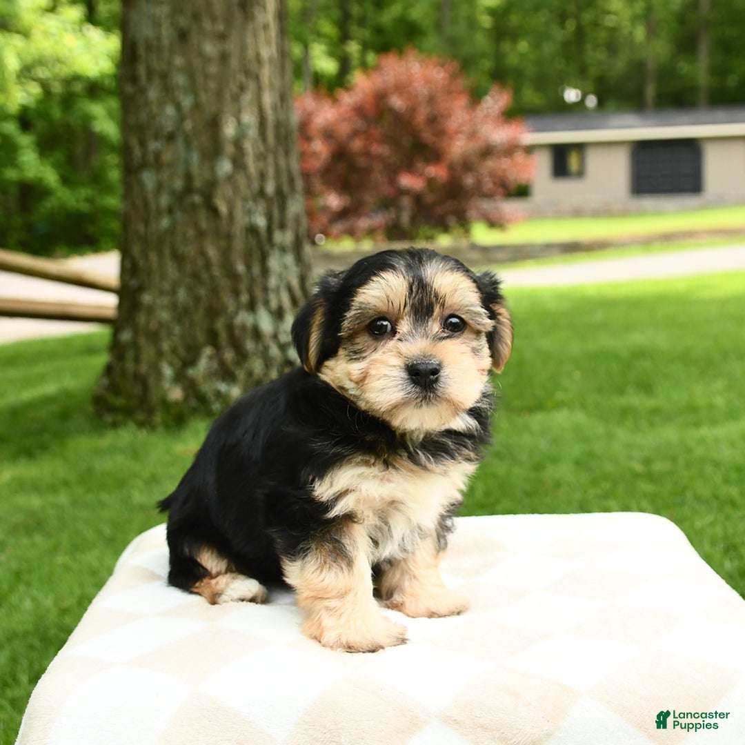Morkie dogs for sale: Mickey - Image 9
