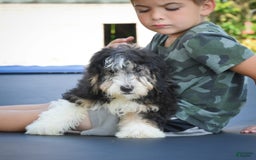 Mini Bernedoodle dogs for sale: Marcy - Image 9