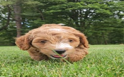 Miniature Poodle dogs for sale: Dexter - Image 3