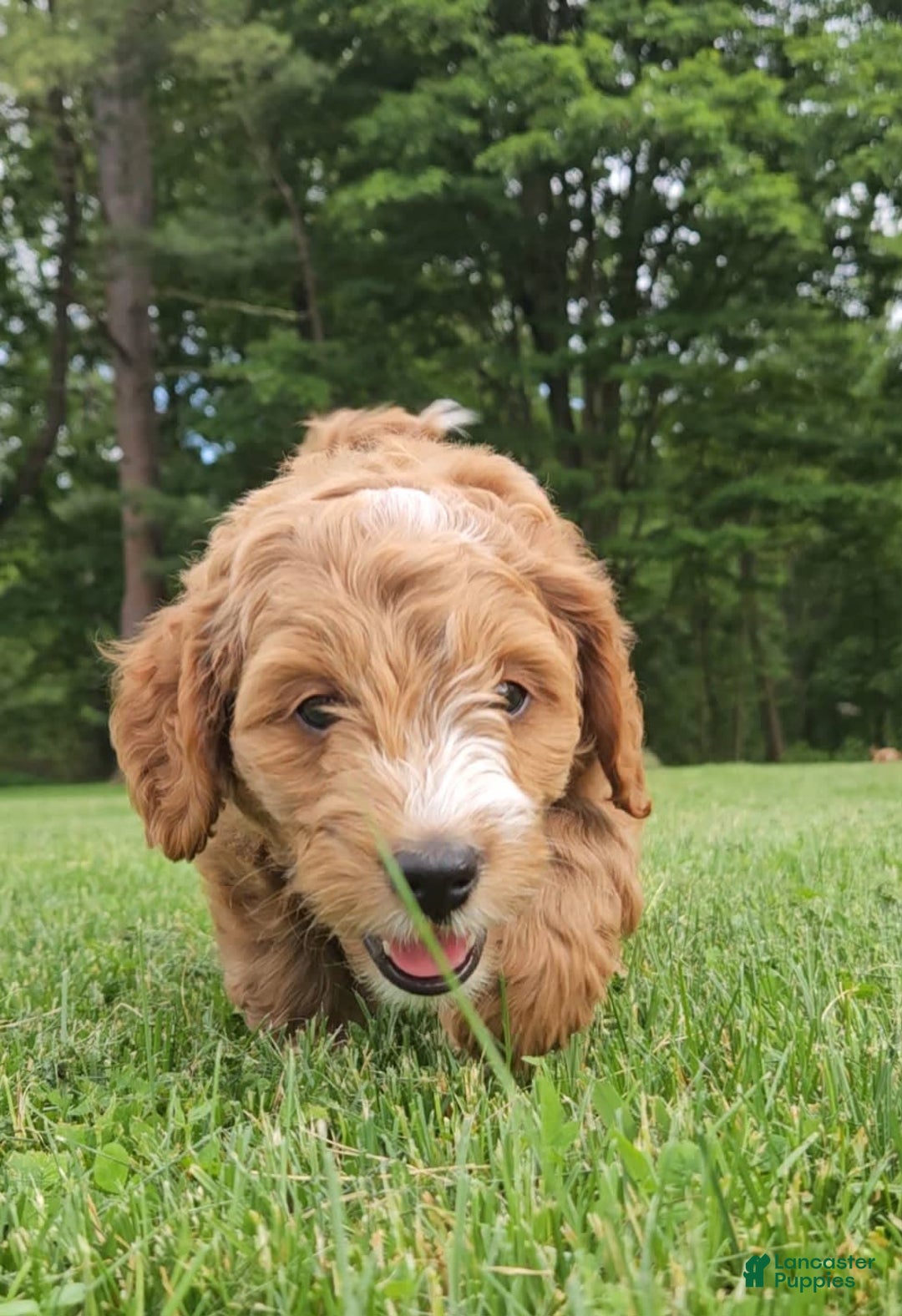 Miniature Poodle dogs for sale: Dexter - Image 3