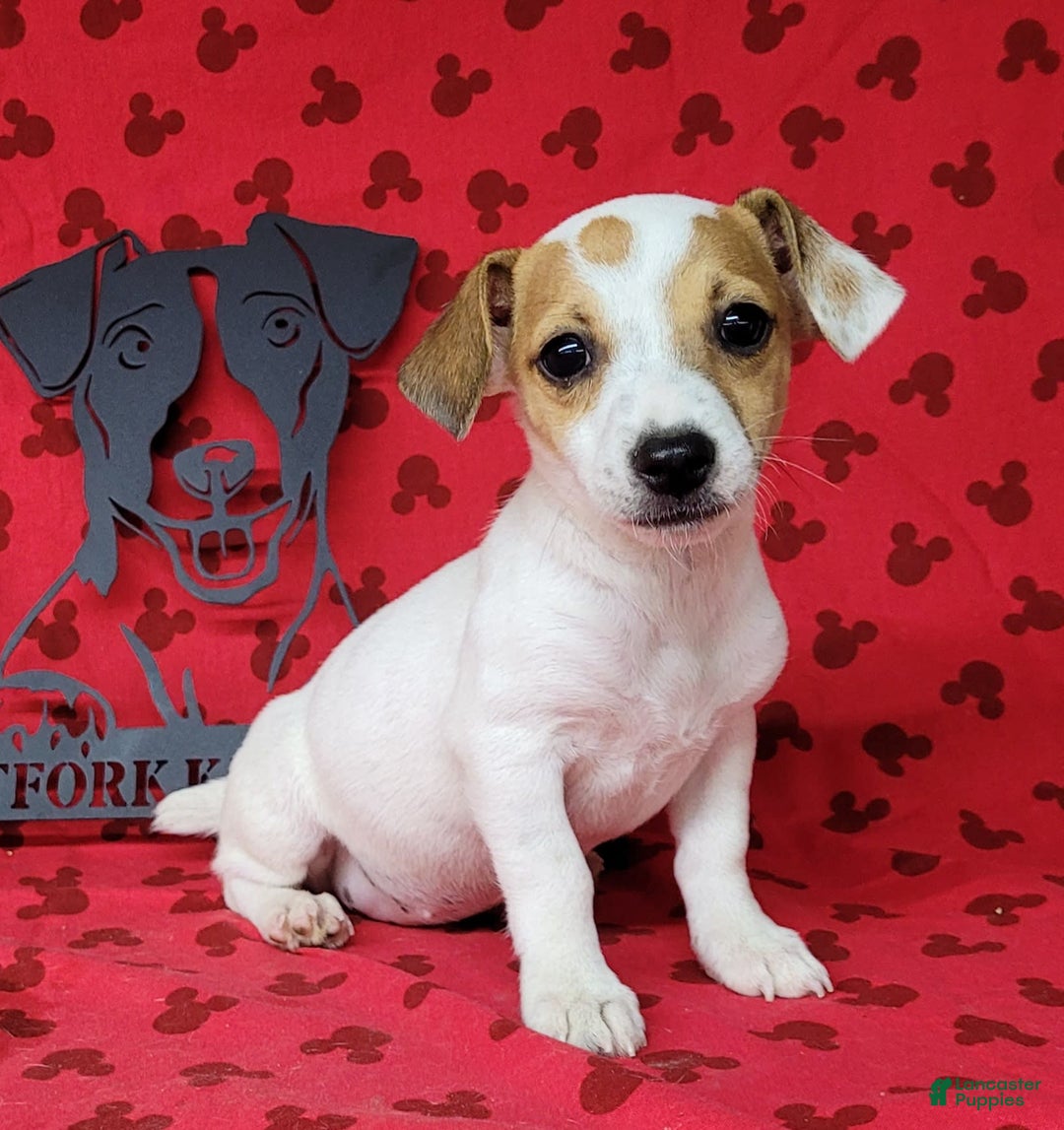 Jack Russell Terrier dogs for sale: June Broken Coat Jrt - Image 9