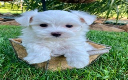 Maltese dogs for sale: Leo - Image 3