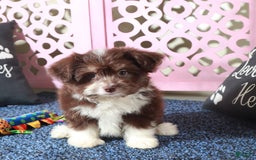 Mini Aussiedoodle dogs for sale: Phoenix - Image 2