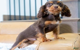 Cavalier King Charles Spaniel dogs for sale: Lance - Image 5