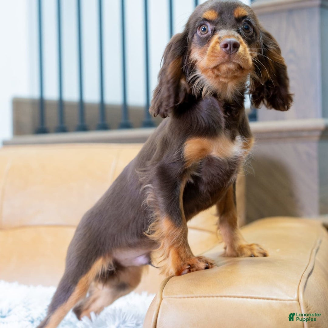 Cavalier King Charles Spaniel dogs for sale: Lance - Image 5
