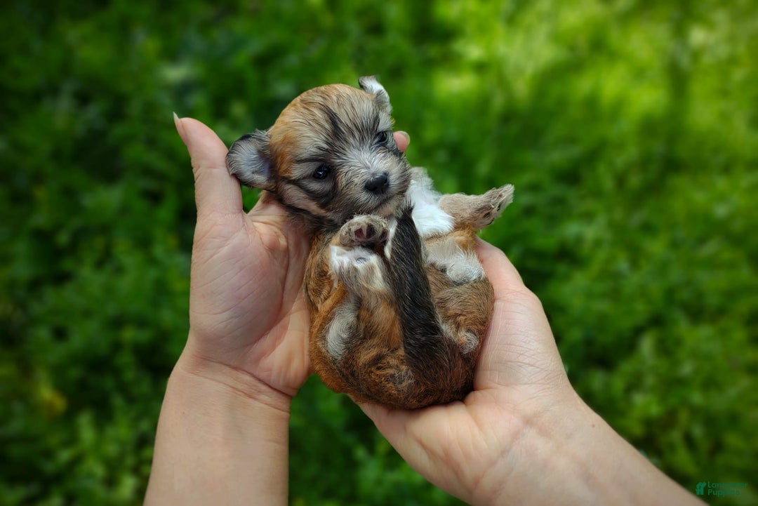 Morkie dogs for sale: Rare Babydoll Spark - Image 9