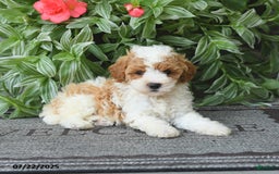 Miniature Poodle dogs for sale: Monroe - Image 2