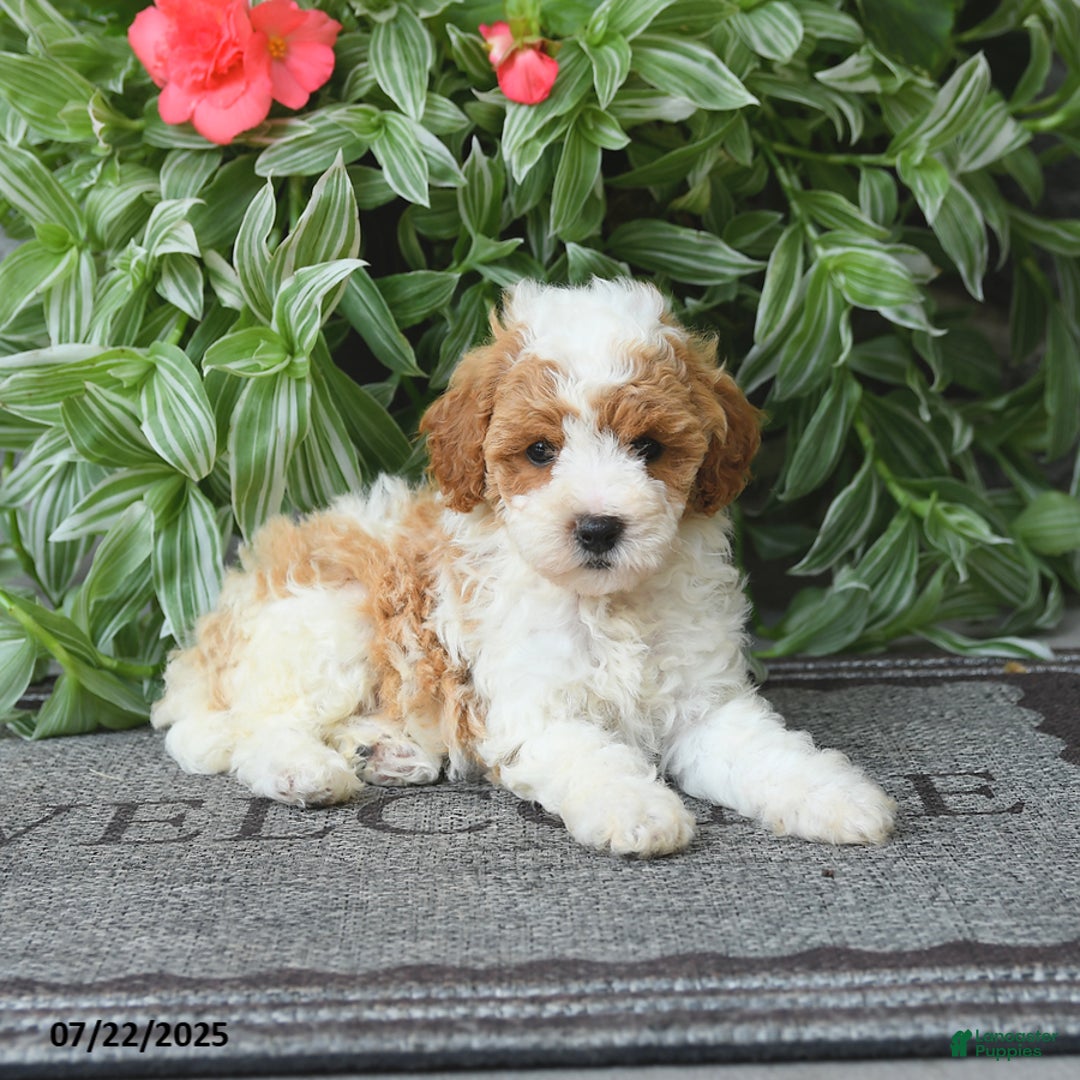 Miniature Poodle dogs for sale: Monroe - Image 2