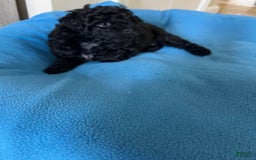 Miniature Poodle dogs for sale: Sonic - Image 3