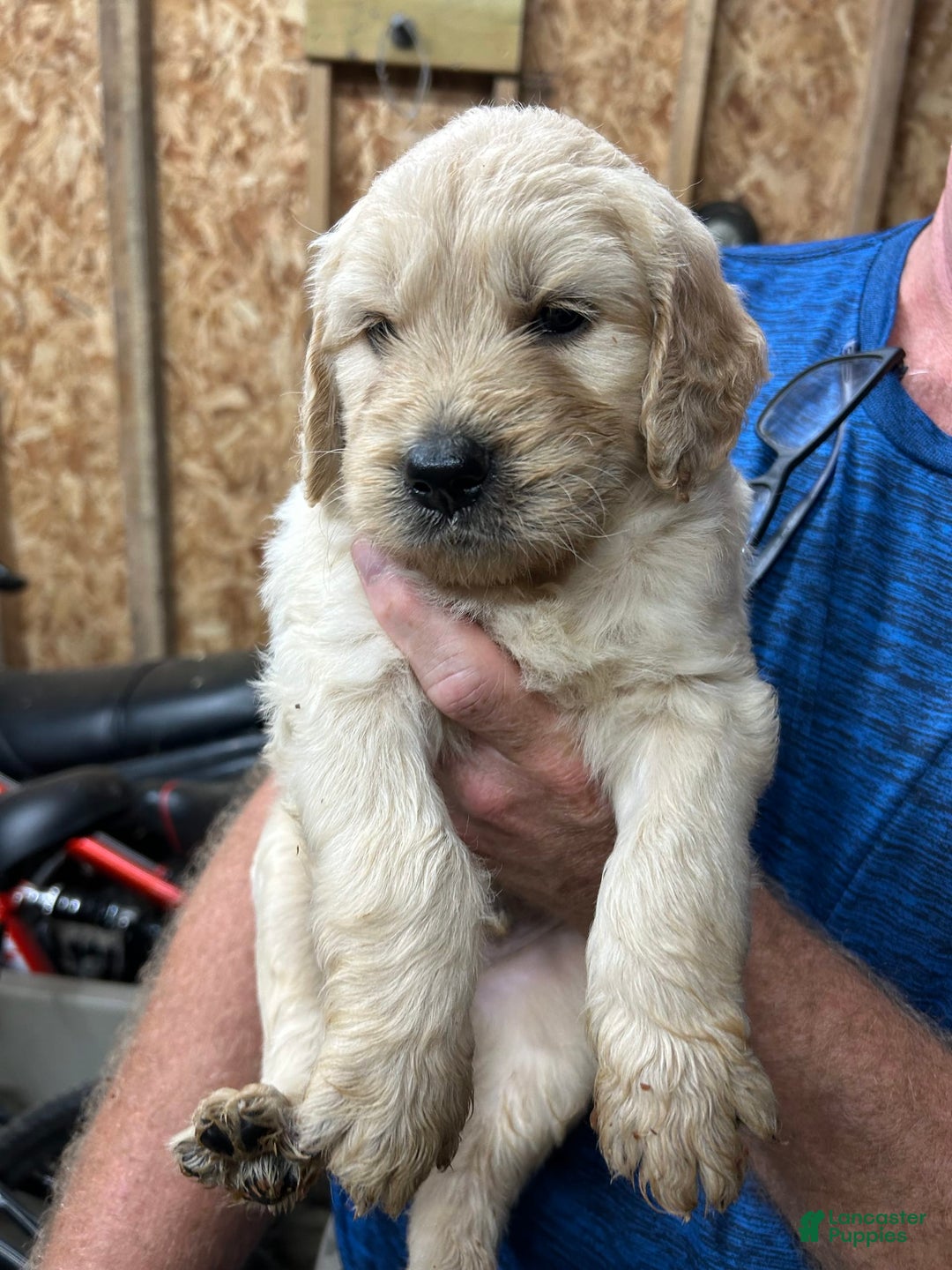 Goldendoodle dogs for sale: Pepper Jack - Image 4