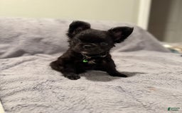 French Bulldog dogs for sale: Bella - Image 3