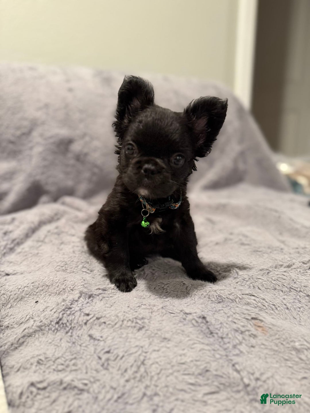 French Bulldog dogs for sale: Bella - Image 3