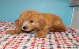 Mini Goldendoodle dogs for sale: Mack Mini - Image 13