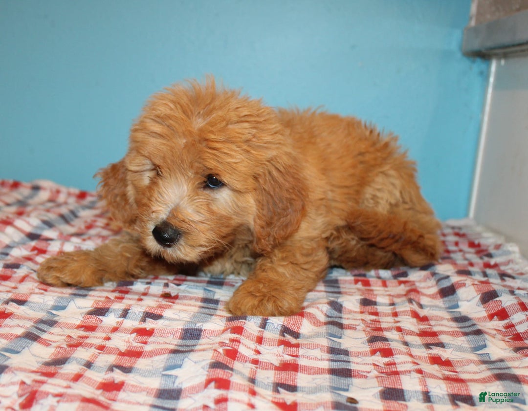 Mini Goldendoodle dogs for sale: Mack Mini - Image 13