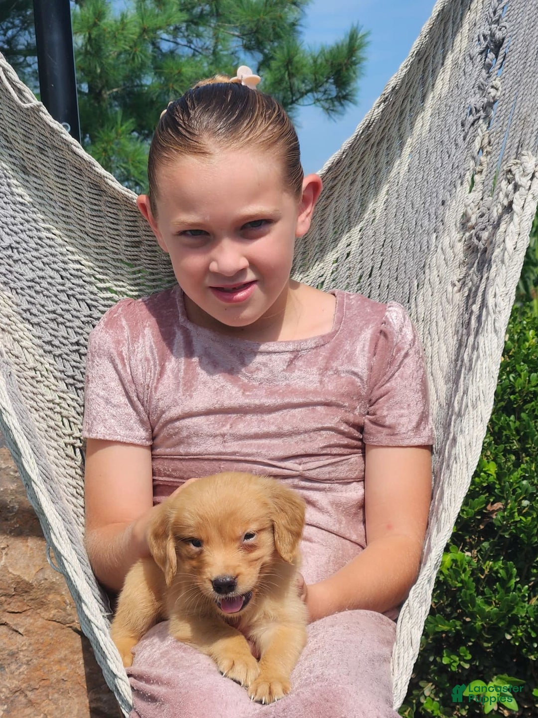 Golden Retriever dogs for sale: Daisy - Image 2