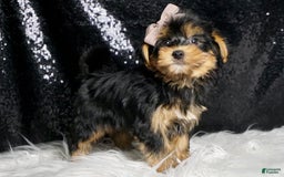 Morkie dogs for sale: Tucket - Image 2