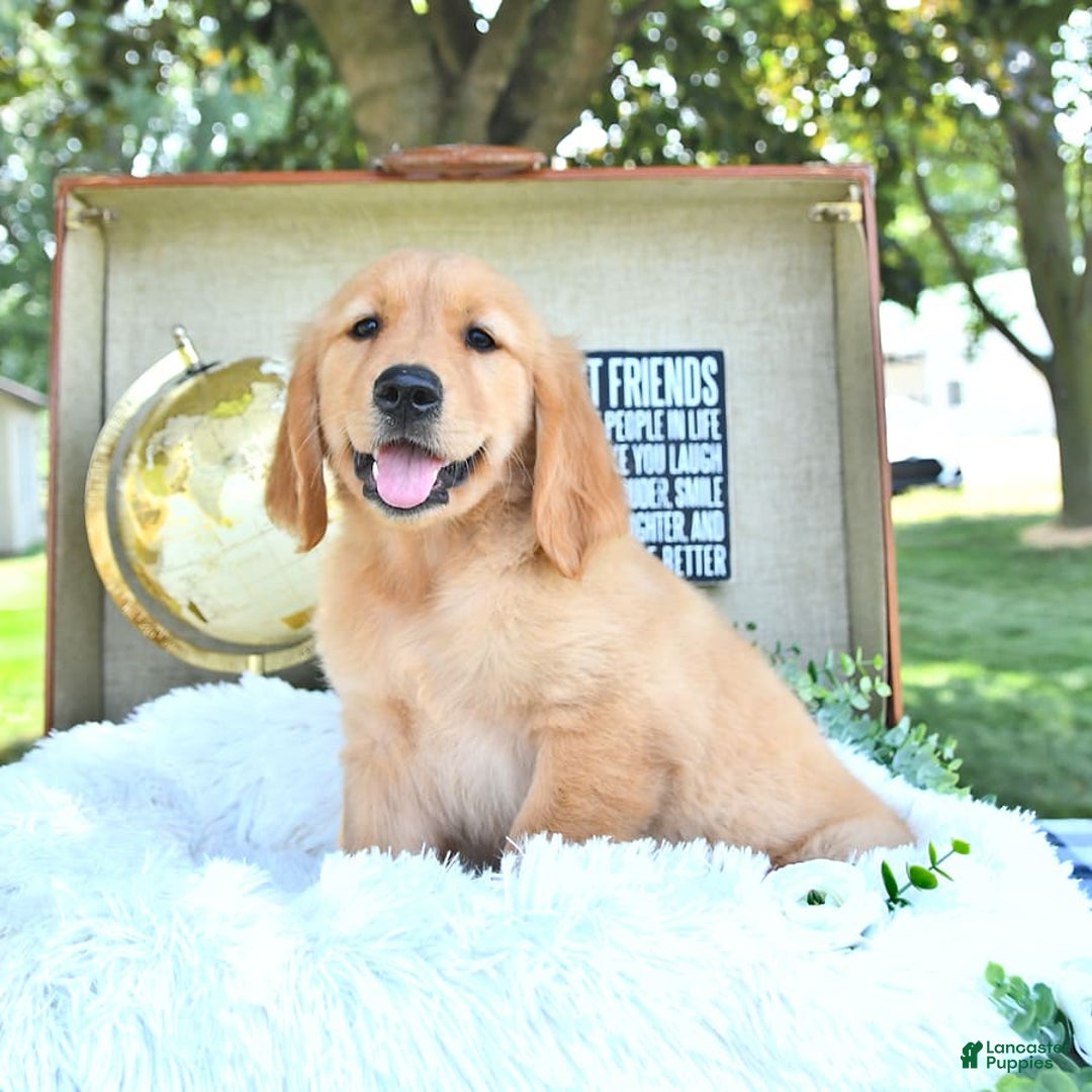 Golden Retriever dogs for sale: Andy - Image 18