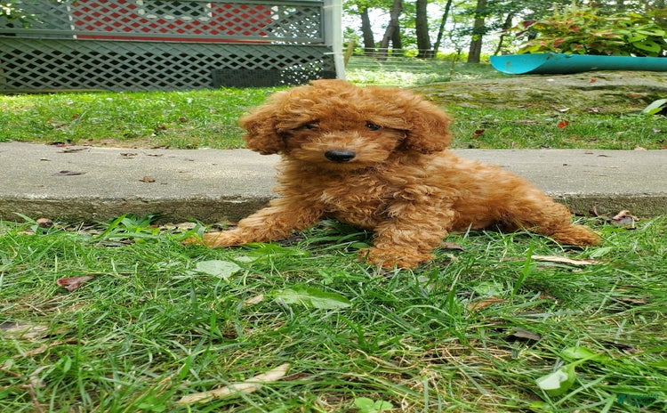 Miniature Poodle dogs for sale - Ad 4