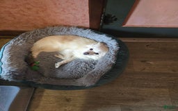 Pomeranian dogs for sale: Sassy - Image 3