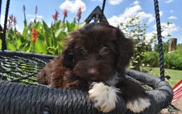 Havapoo dogs for sale: Abbie - Image 2