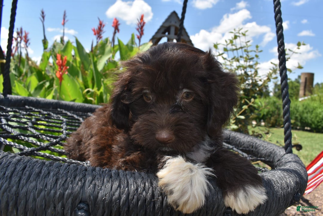 Havapoo dogs for sale: Abbie - Image 2