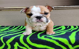 English Bulldog dogs for sale: Reba - Image 3