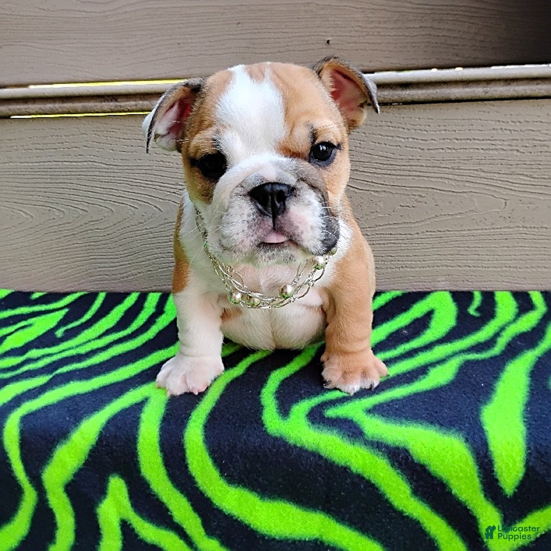 English Bulldog dogs for sale: Reba - Image 3