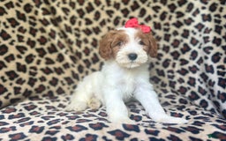 Cavapoo dogs for sale: Shayla - Image 1