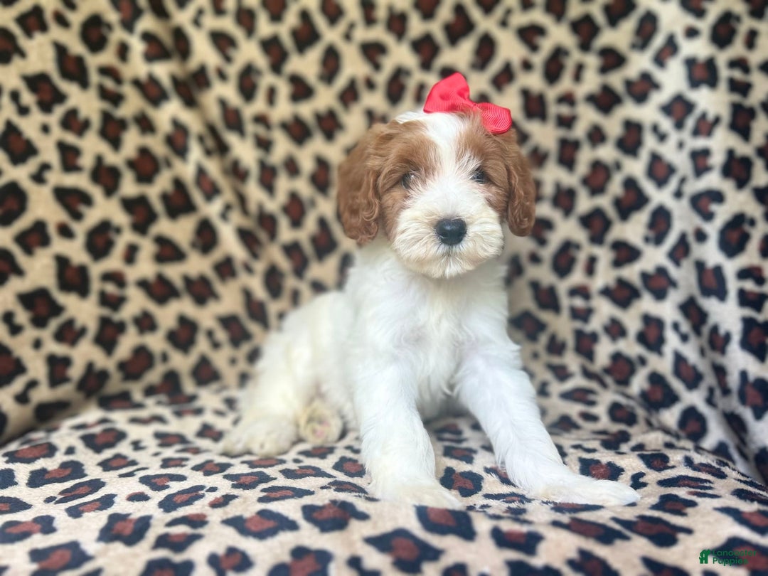 Cavapoo dogs for sale: Shayla - Image 1